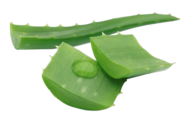 Aloe vera PNG