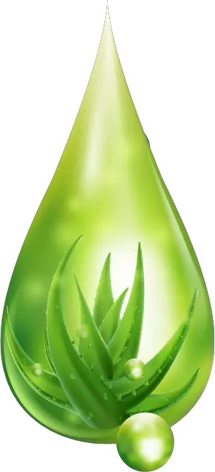 Aloe vera PNG