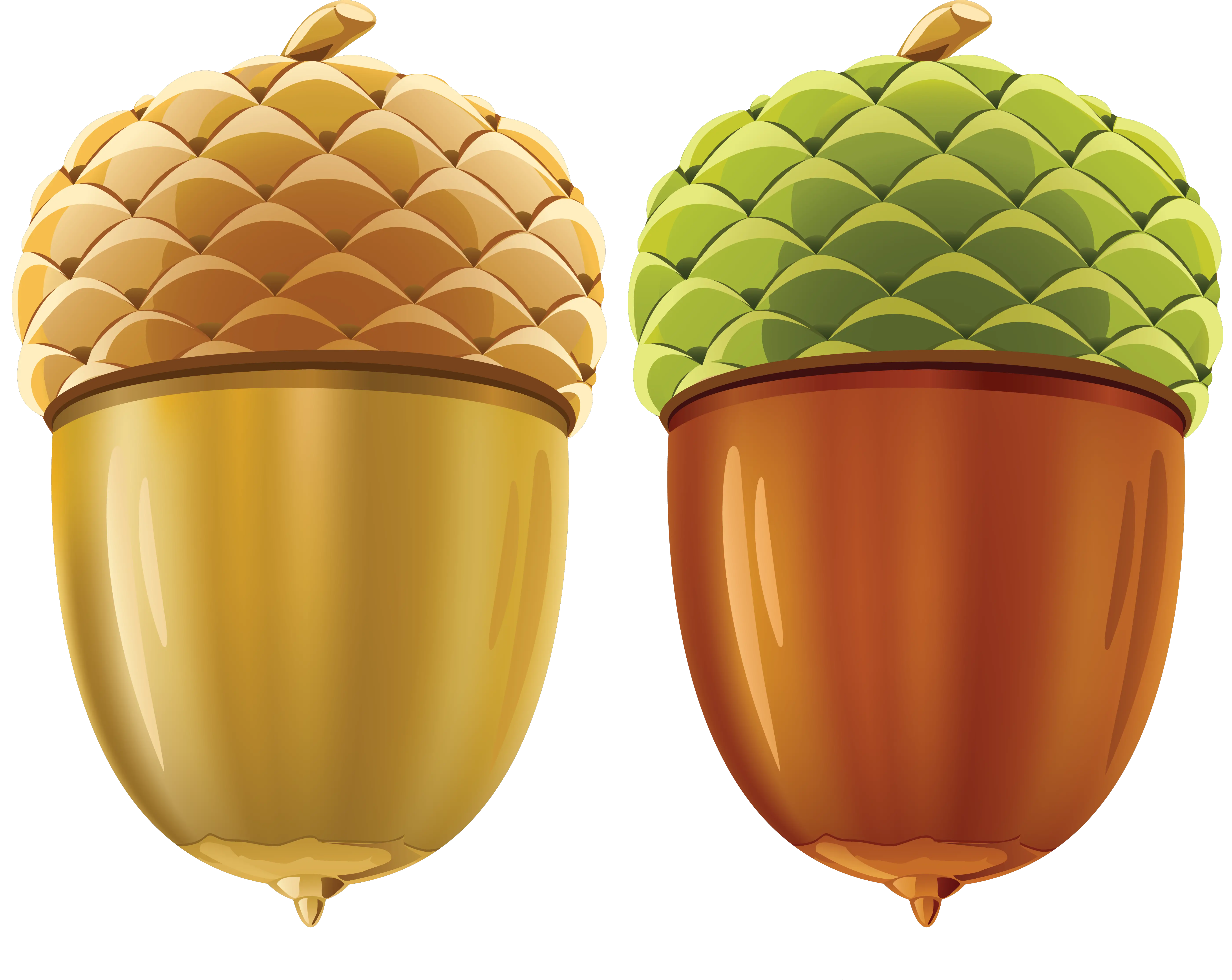 Acorn PNG image