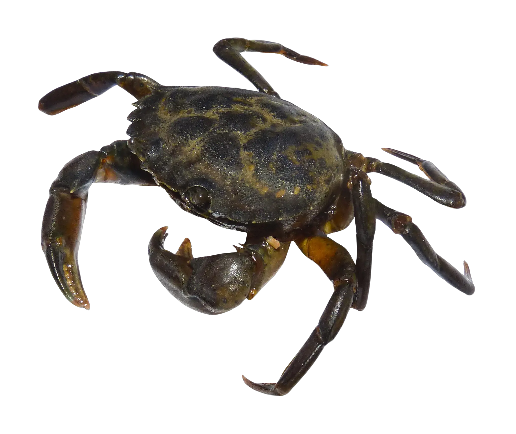 Crab PNG