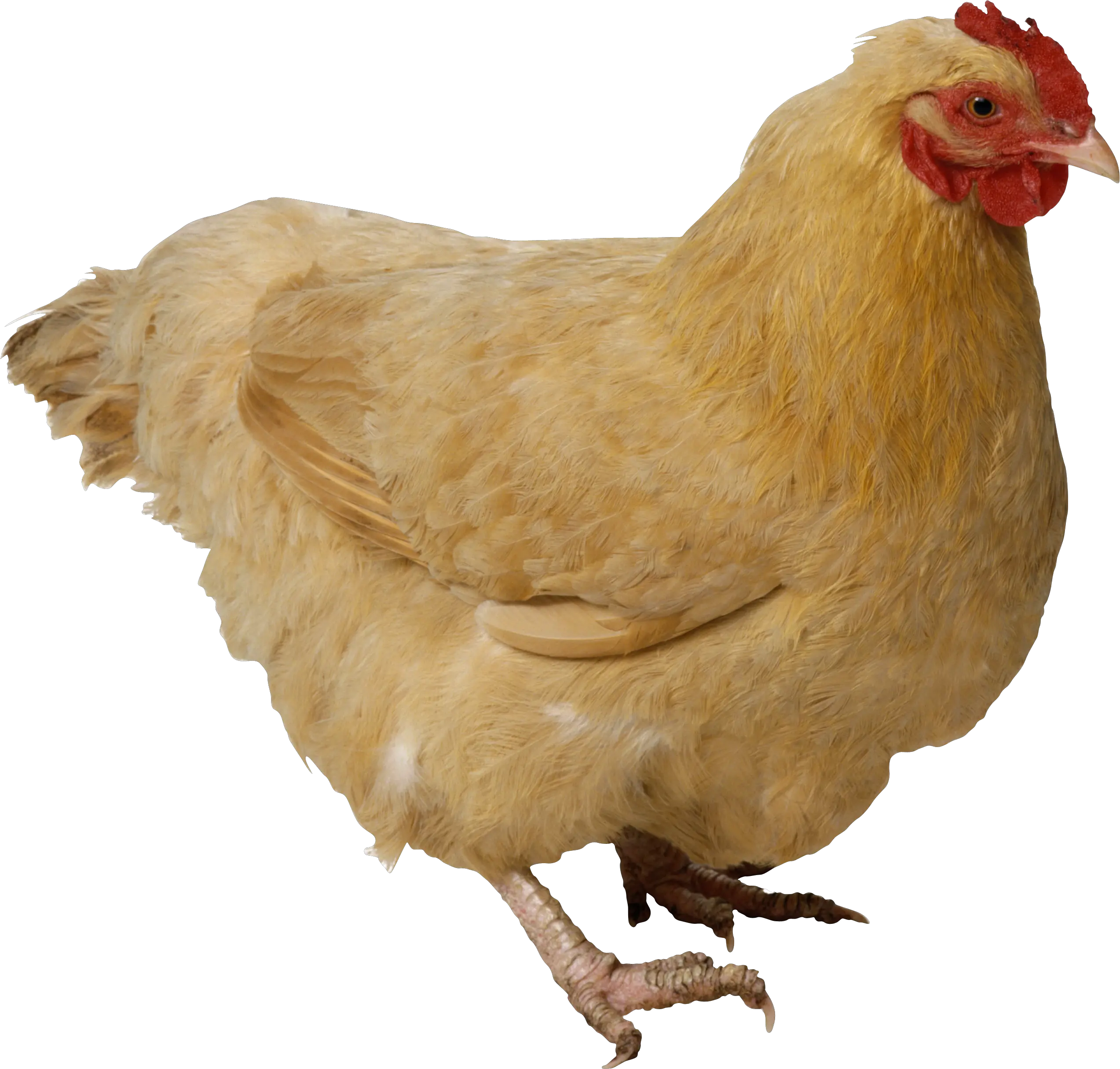 Chicken PNG image