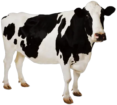 Cow PNG image