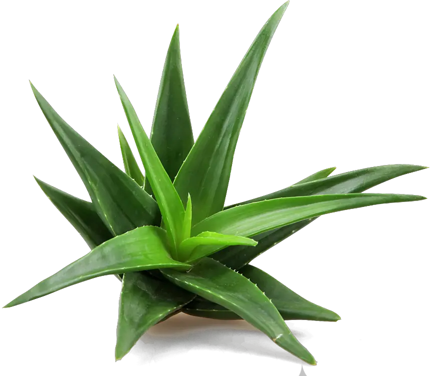 Aloe vera PNG