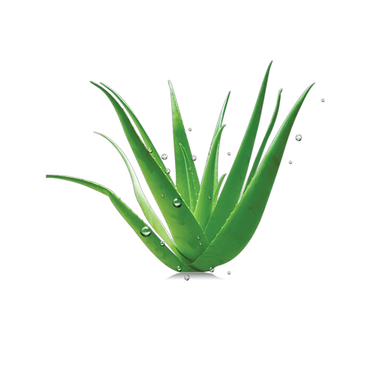 Aloe vera PNG