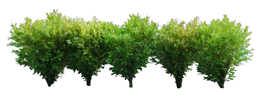 Bushes PNG image