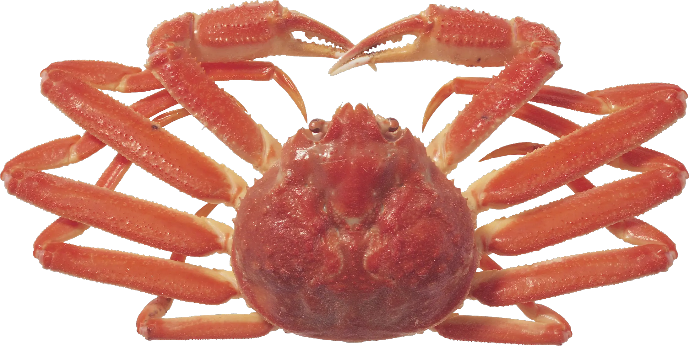 Crab PNG