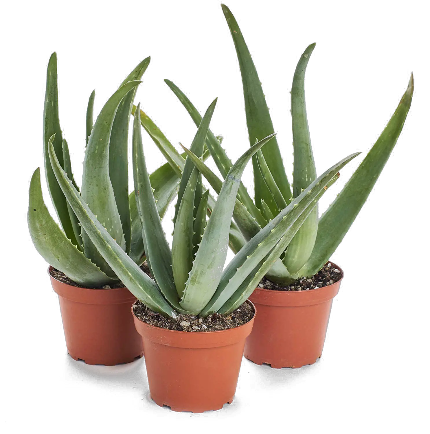 Aloe vera PNG
