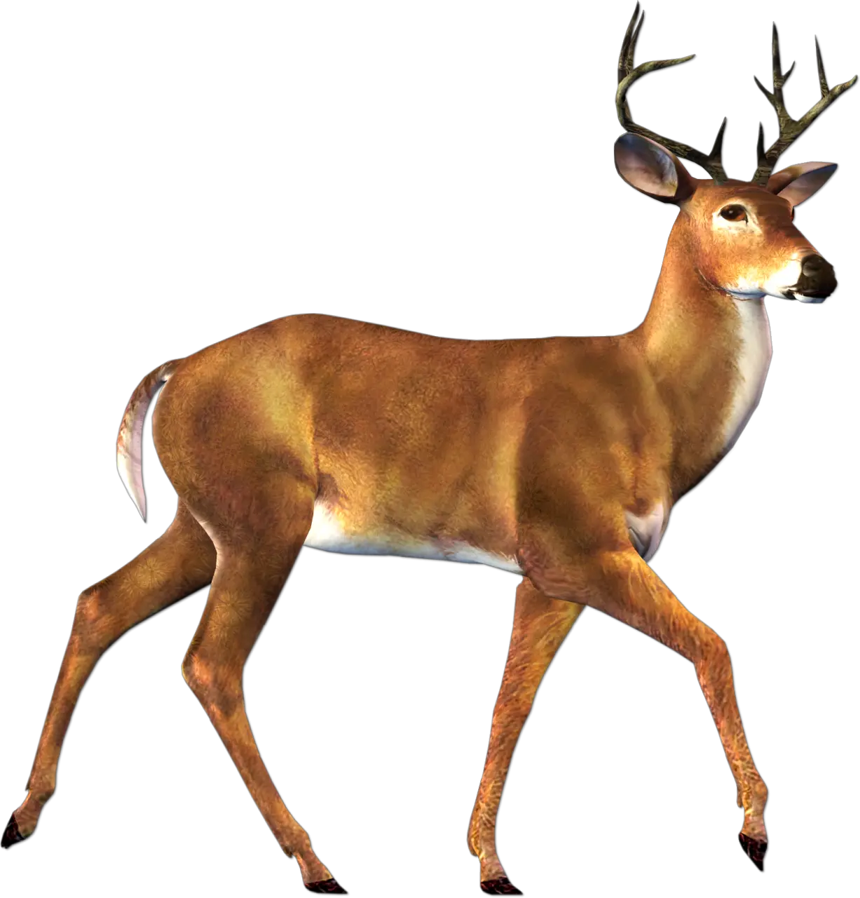 Deer PNG image