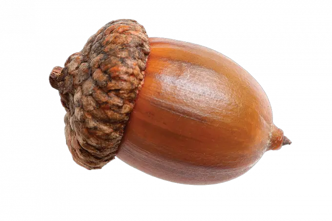 Acorn PNG image