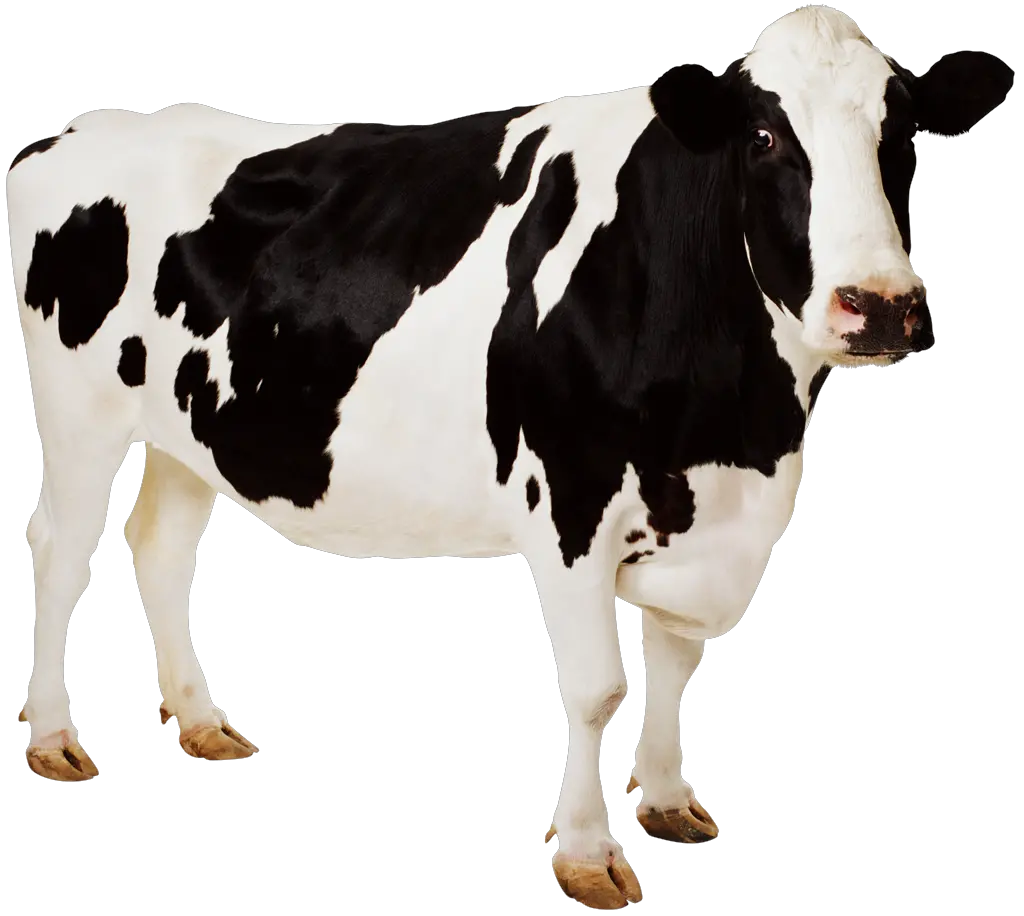 cow PNG