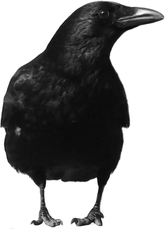 Black crow PNG image