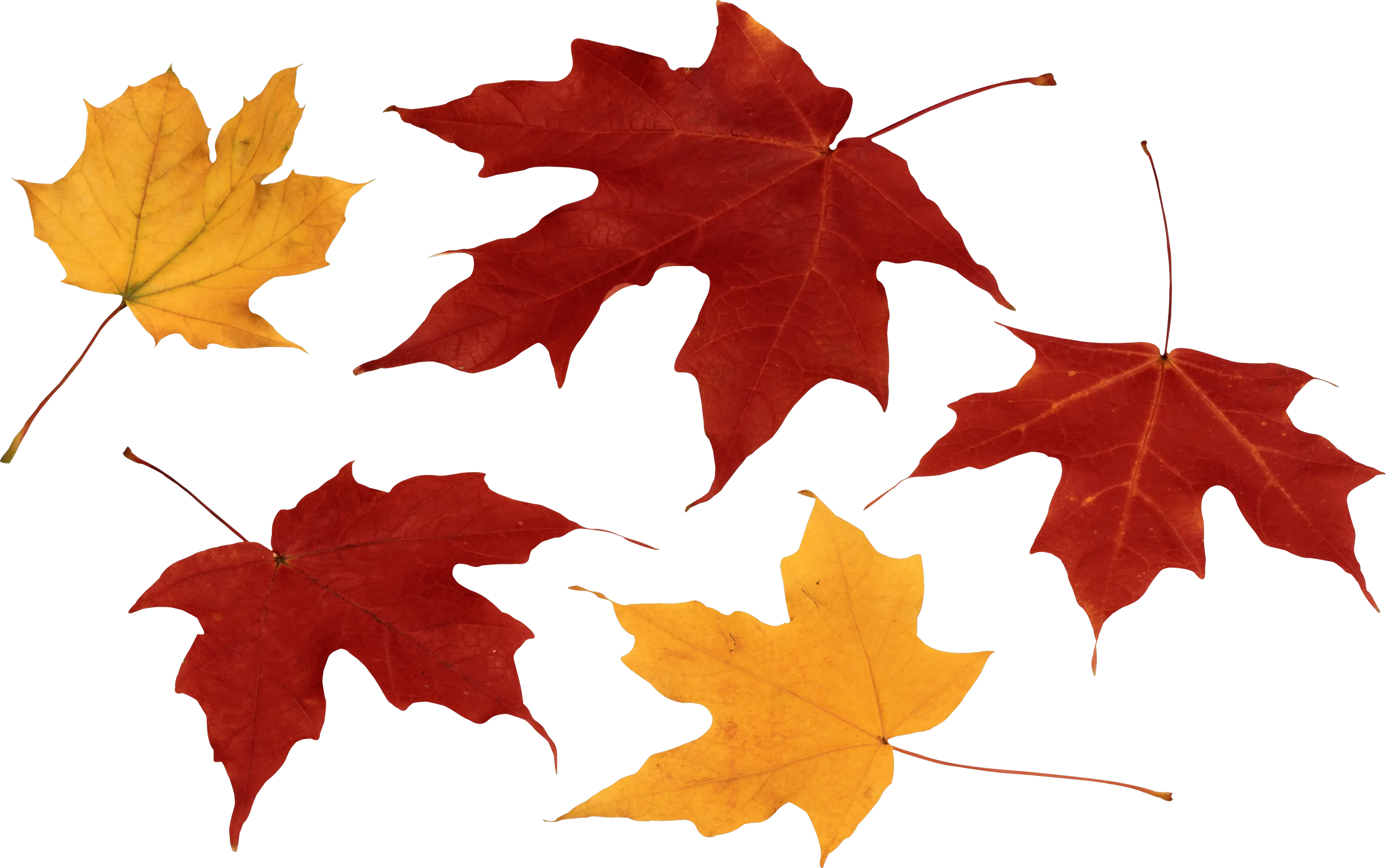 autumn PNG leaf