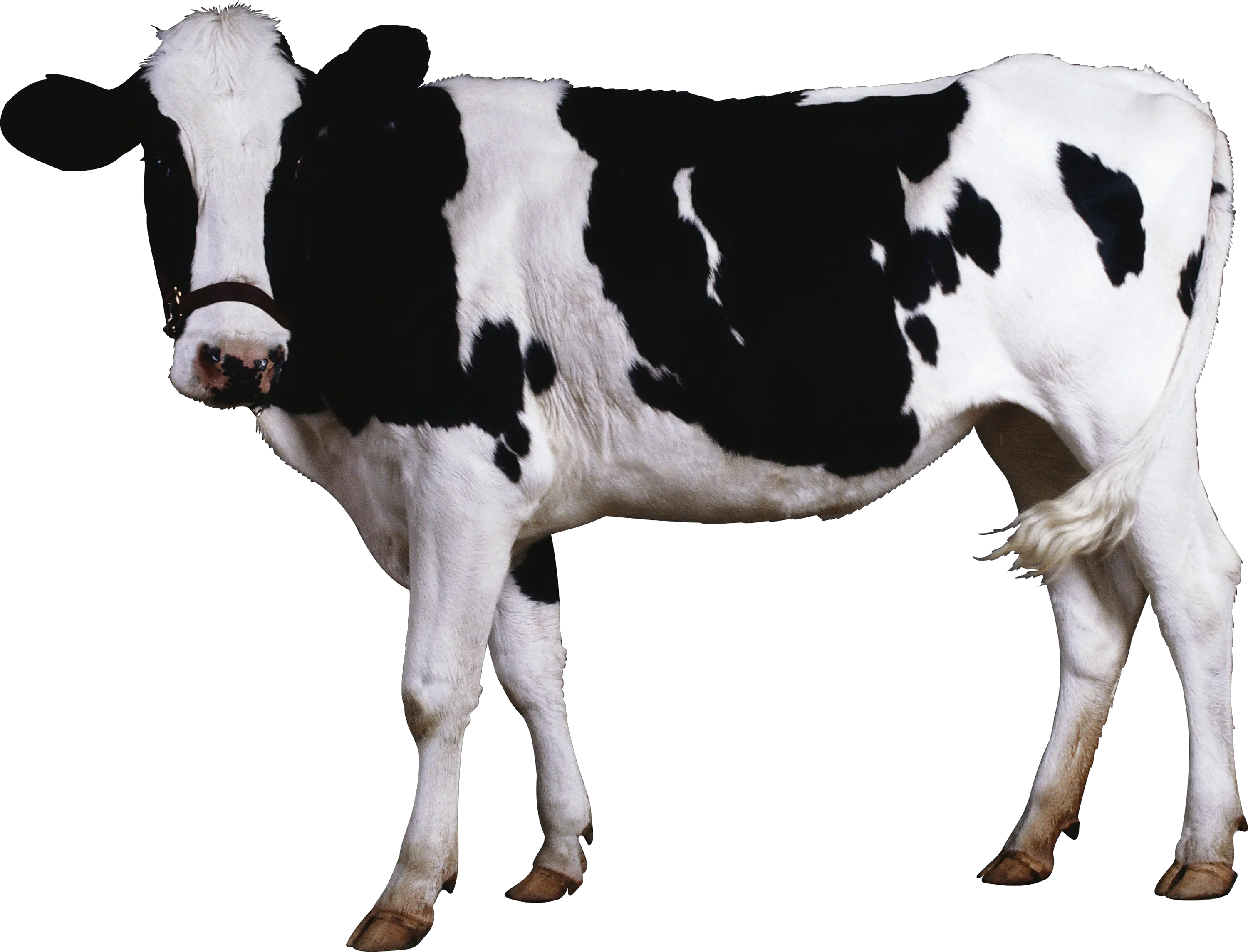 Cow PNG image