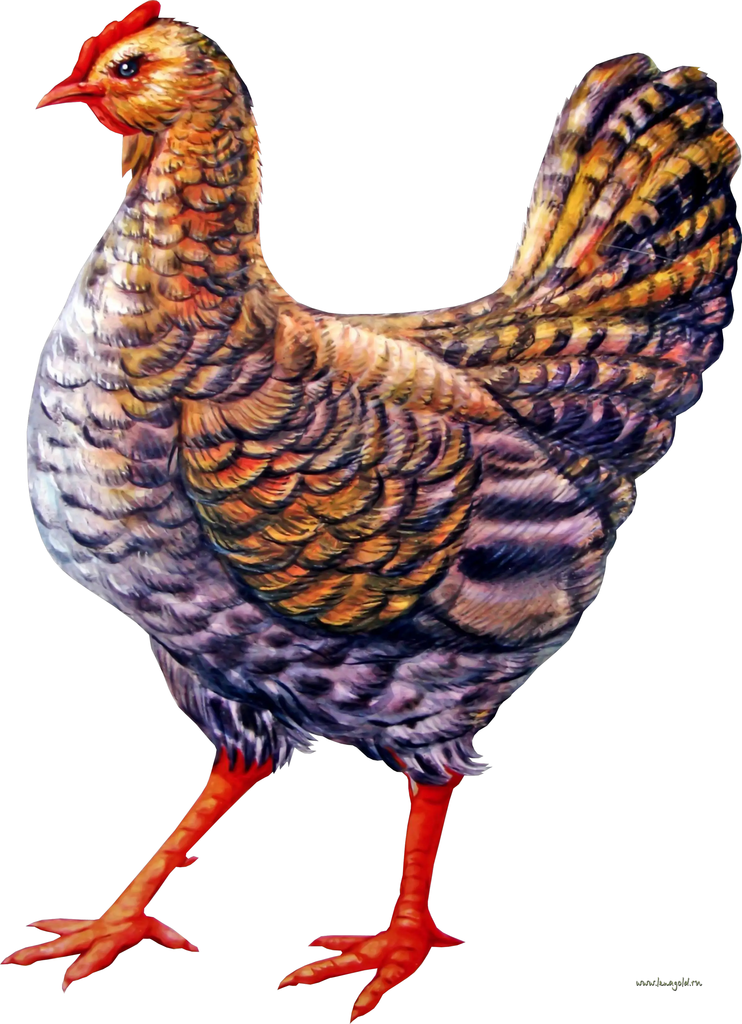 Chicken PNG image