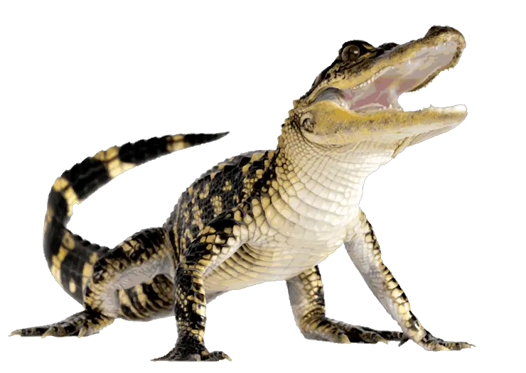Alligator PNG