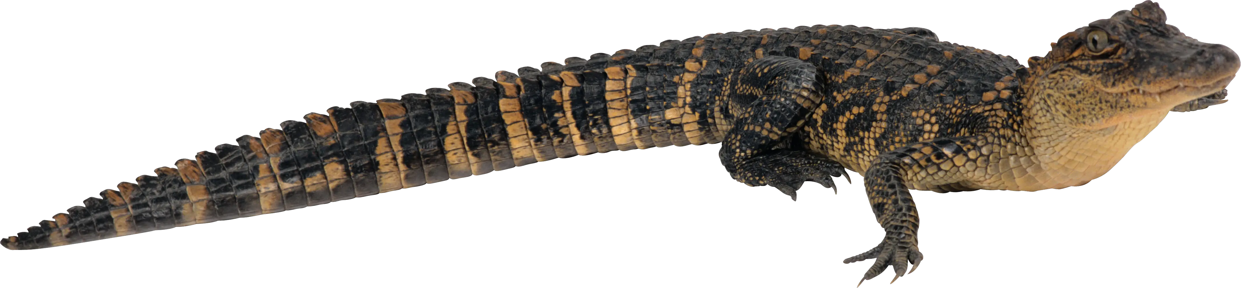 Alligator PNG