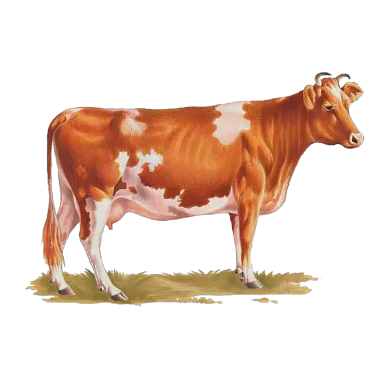 cow PNG