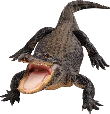 Crocodile PNG