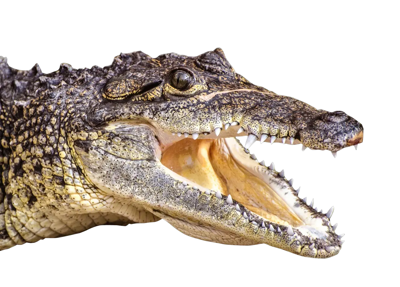 Crocodile PNG