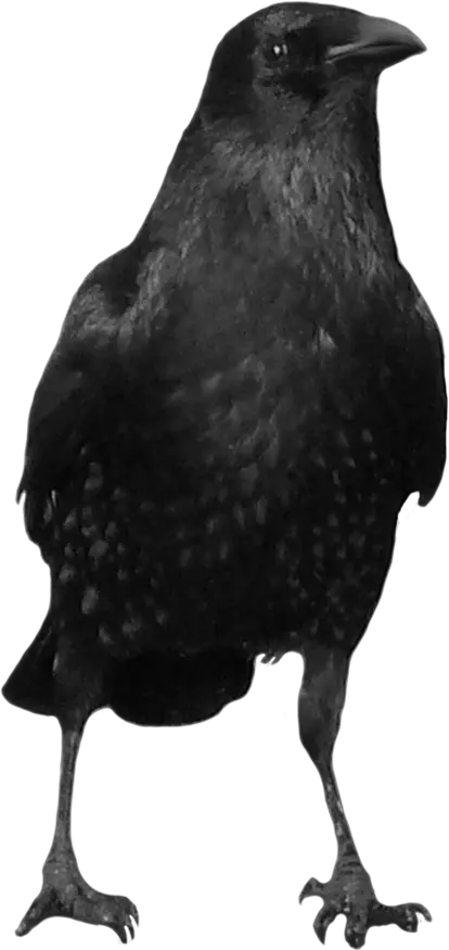 Black crow PNG image