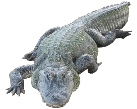 Crocodile PNG