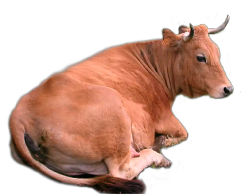 cow PNG