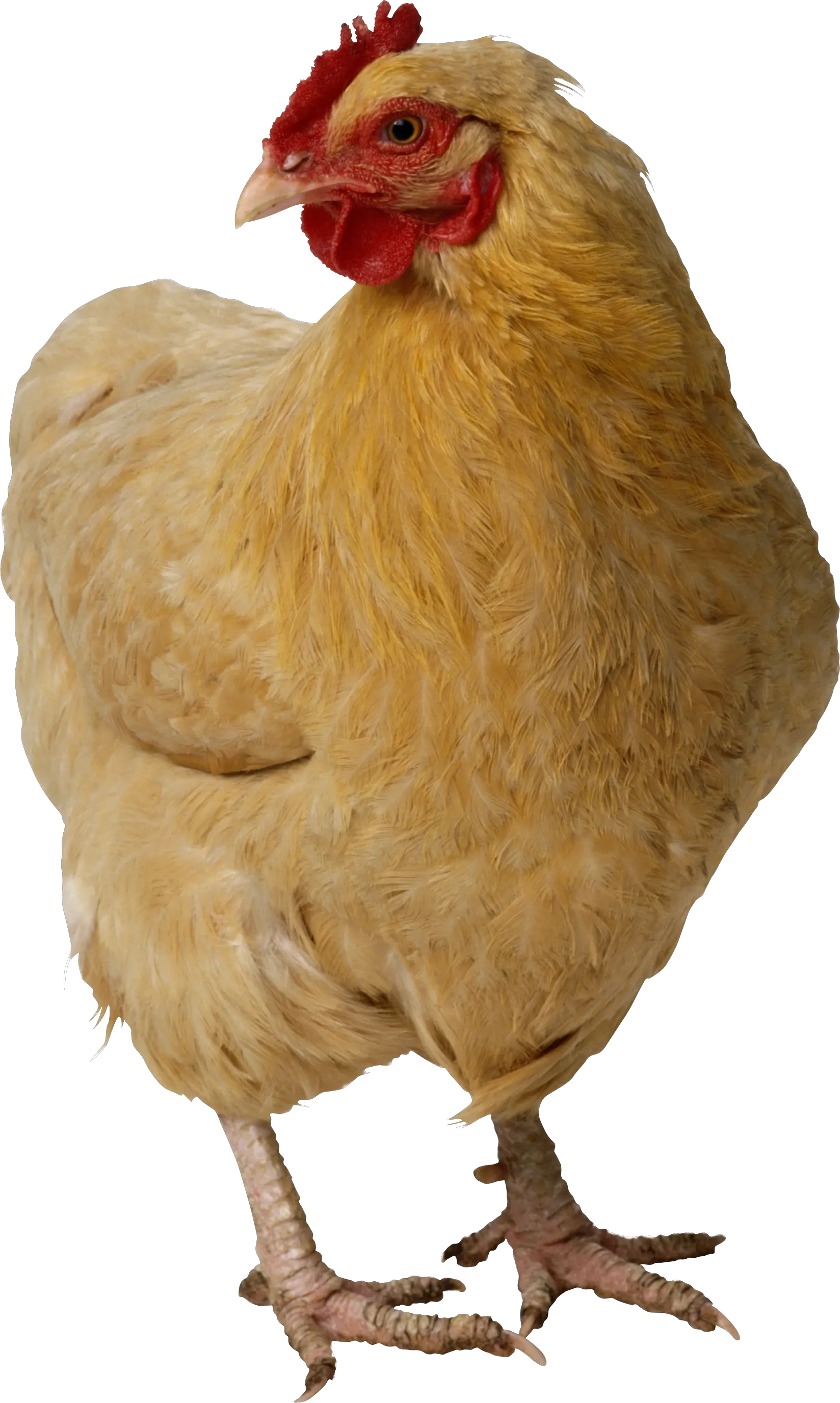 Chicken PNG image