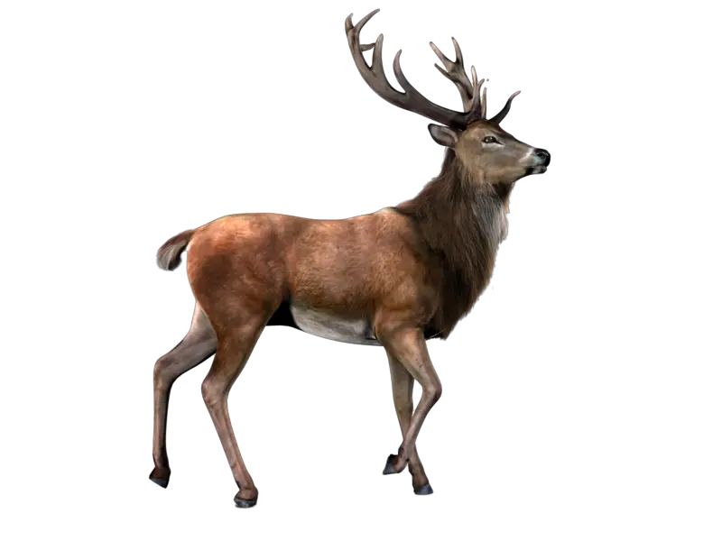 Deer PNG image