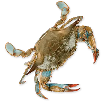 Crab PNG