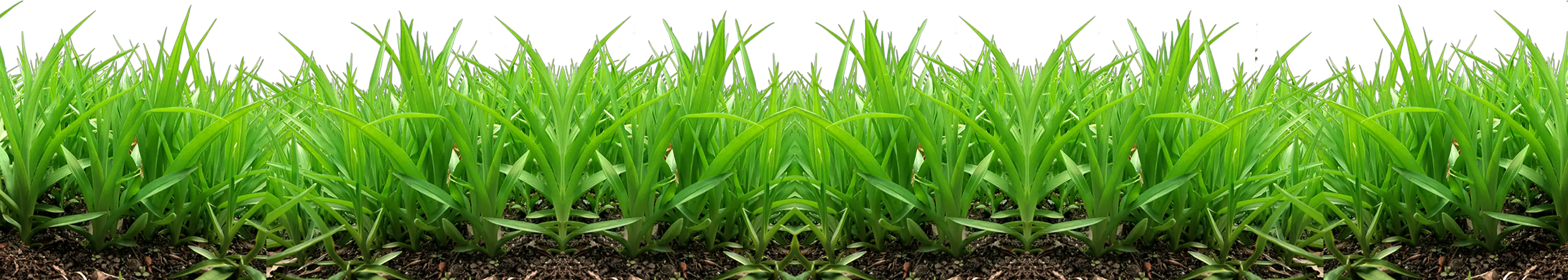 grass png image green grass PNG picture