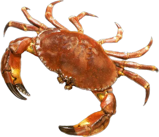 Crab PNG