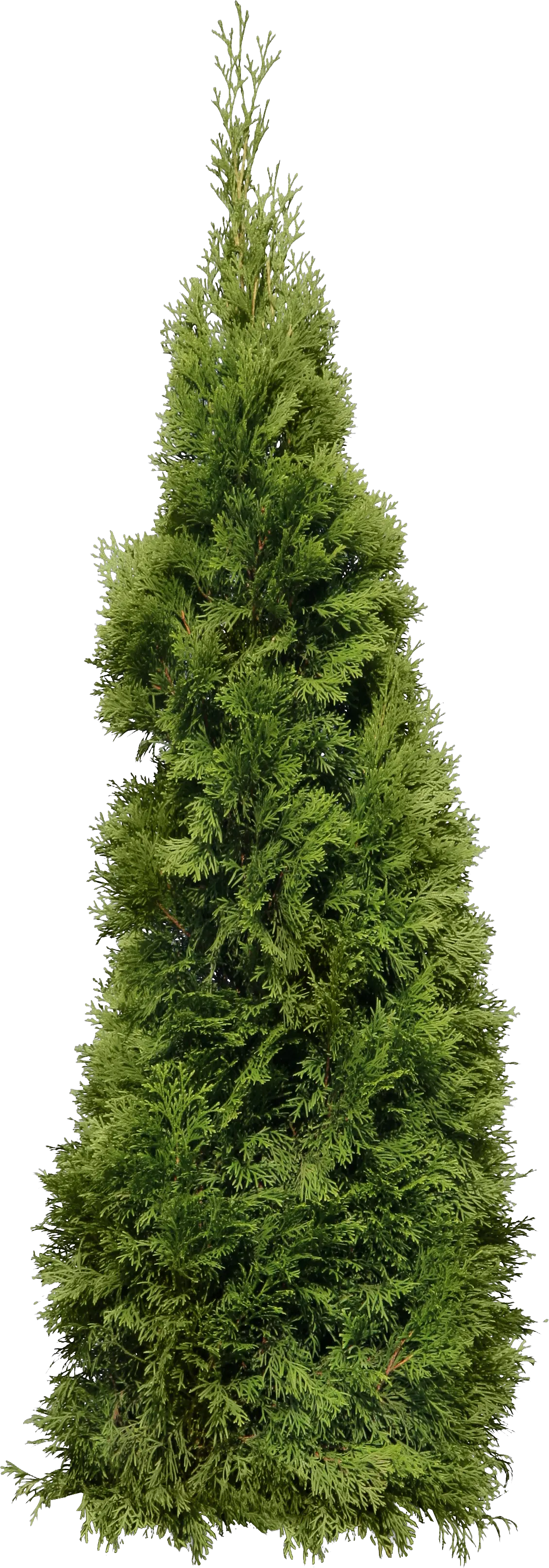 green big Fir-tree PNG image