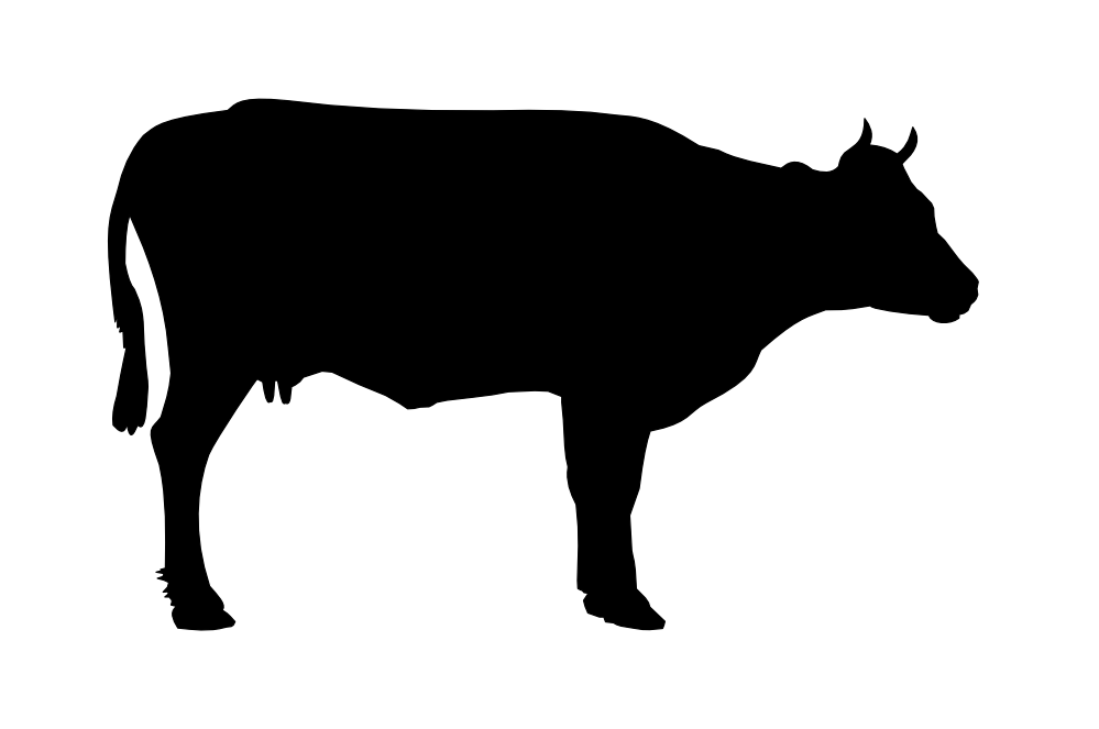 black cow PNG siluete