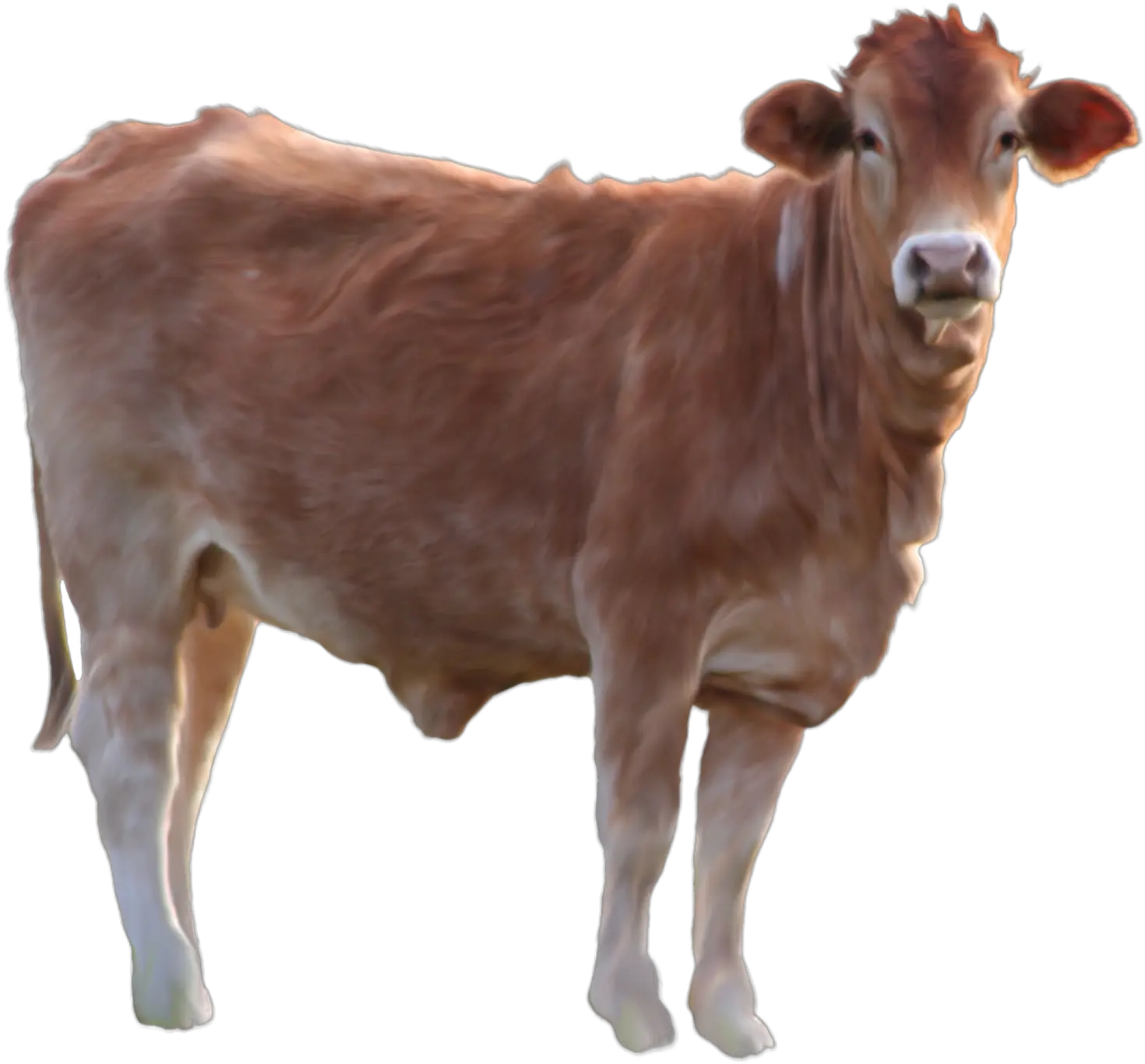Cow PNG image