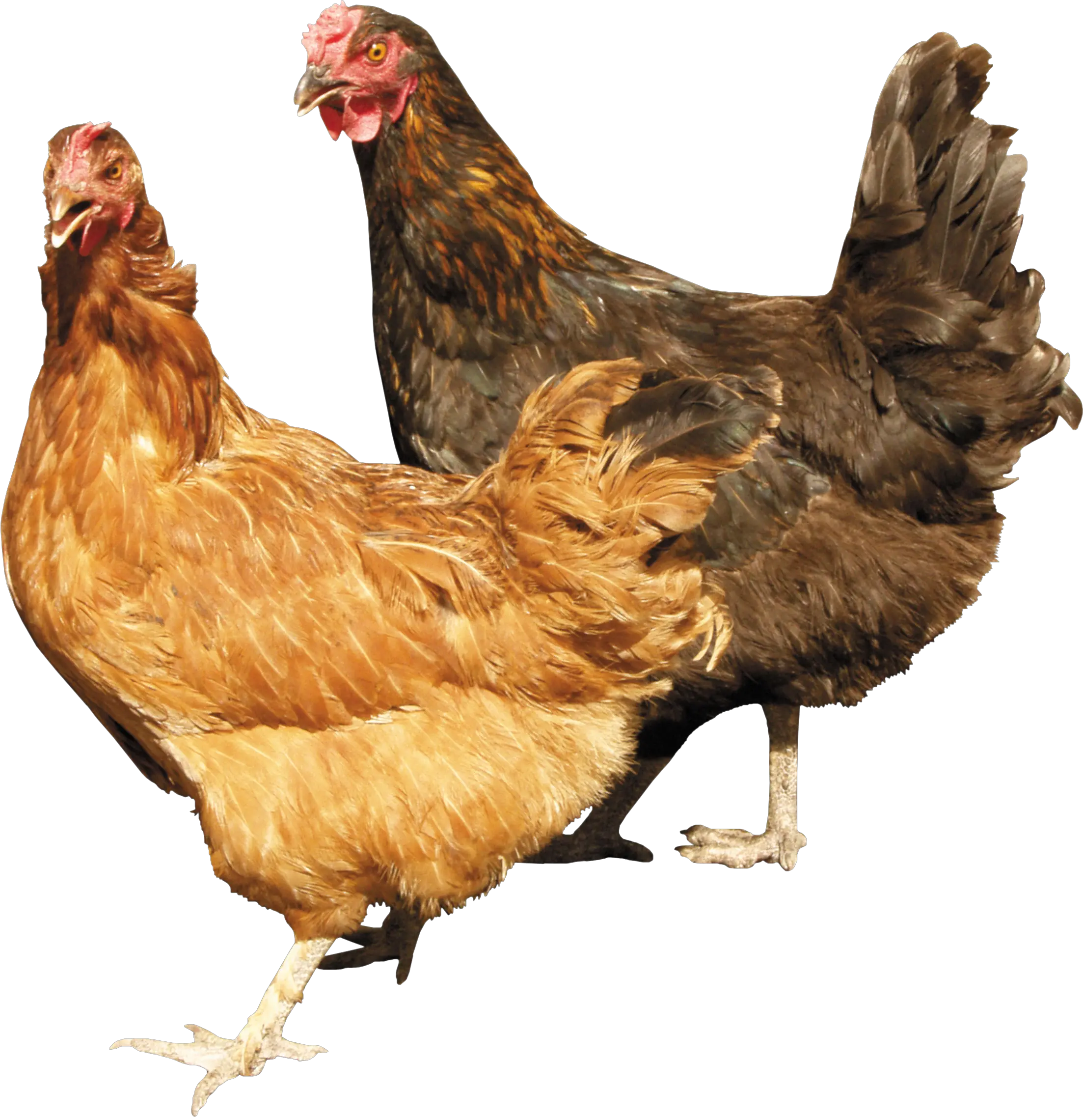 Chicken PNG image