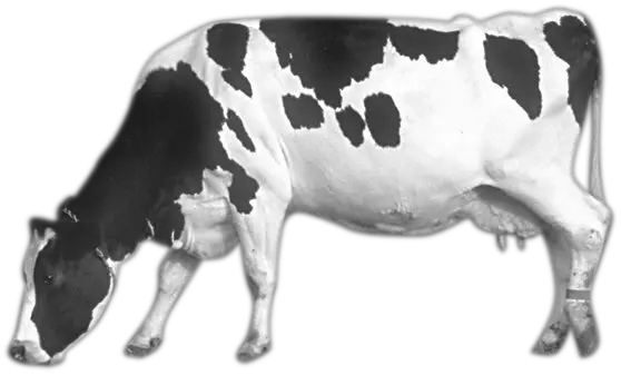 Cow PNG image