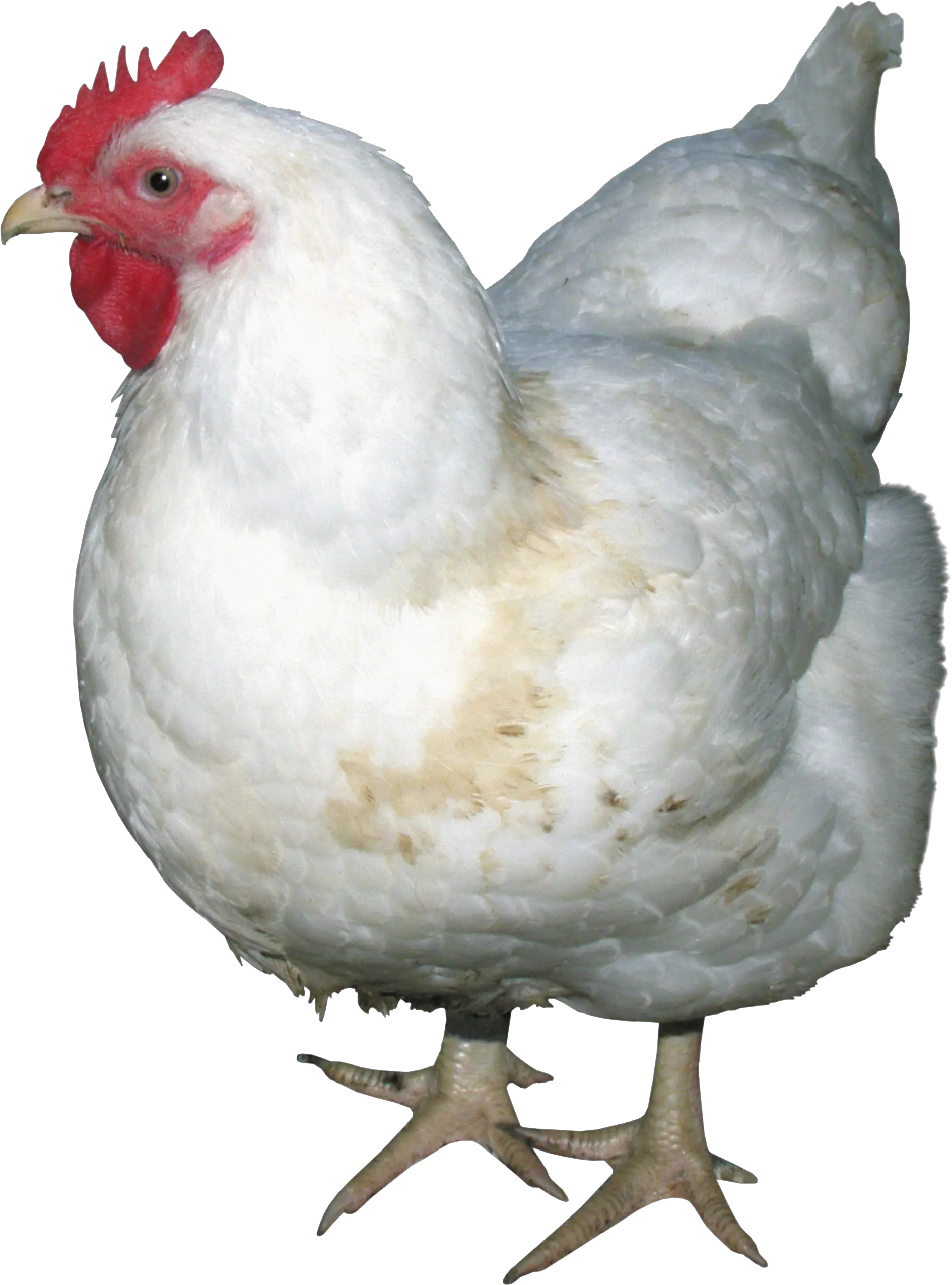 Chicken PNG image