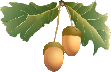 Acorn PNG image free acorns