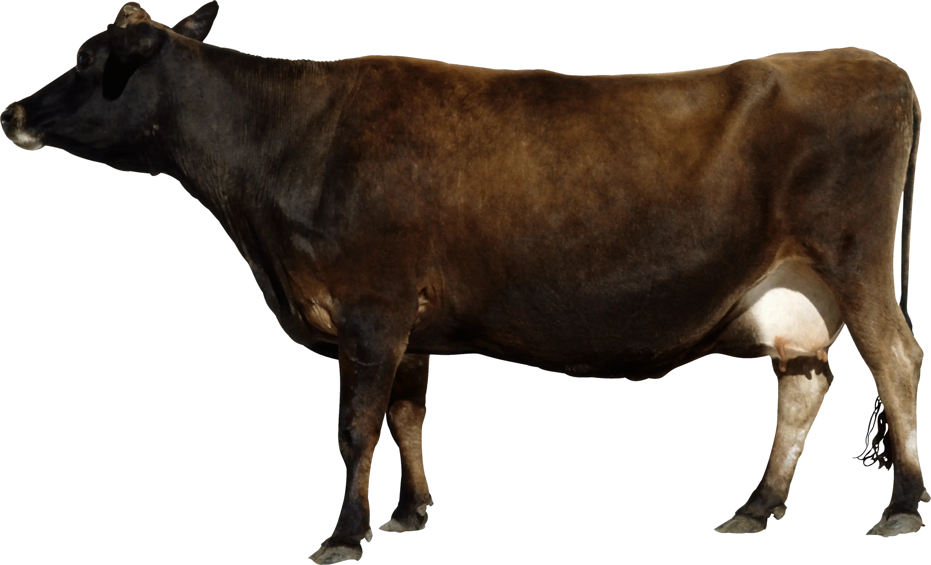 Cow PNG image