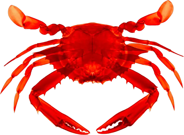 Crab PNG