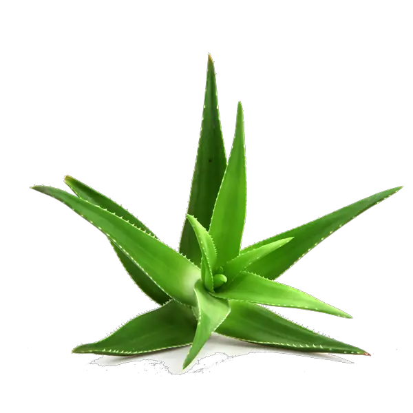 Aloe vera PNG
