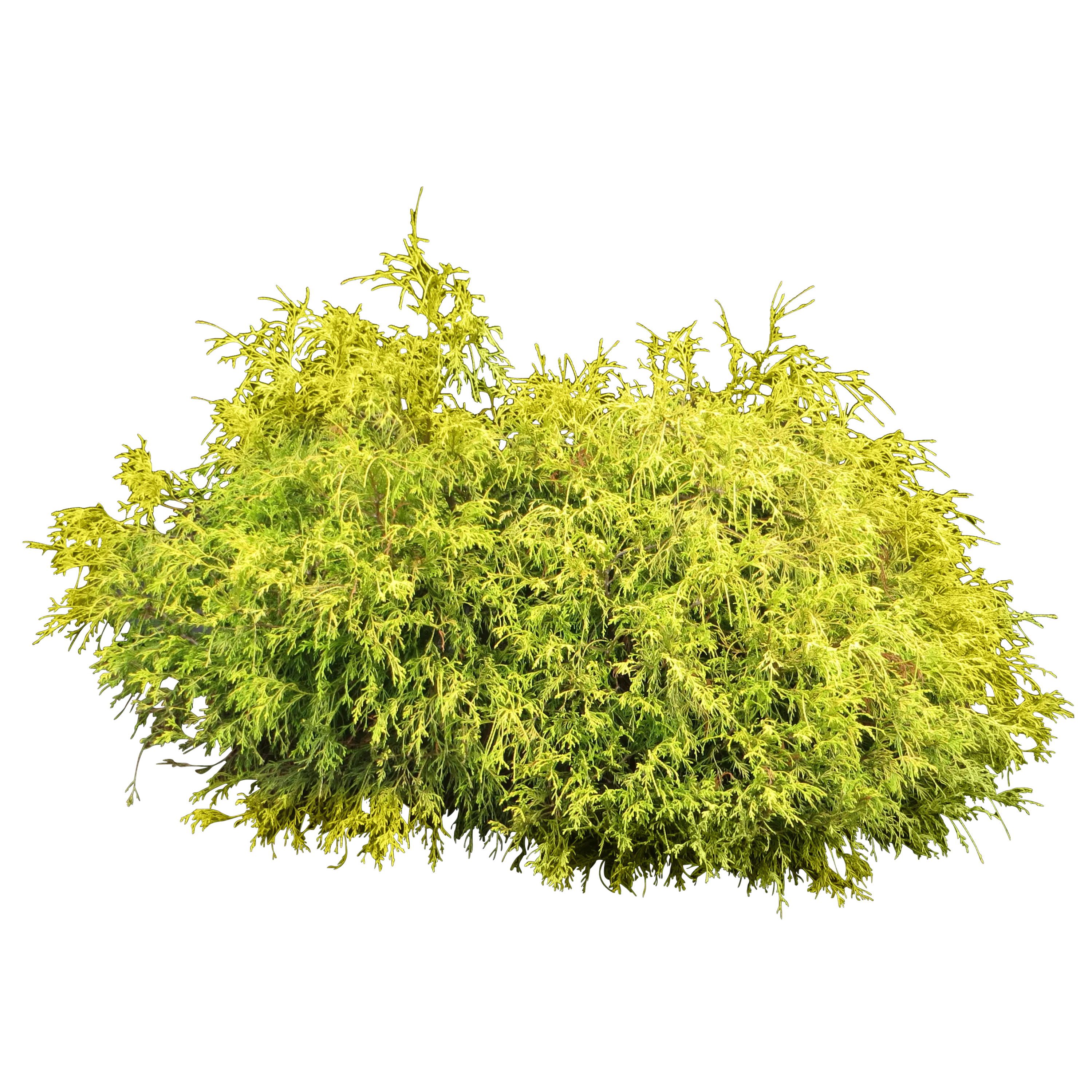Bush plant PNG image