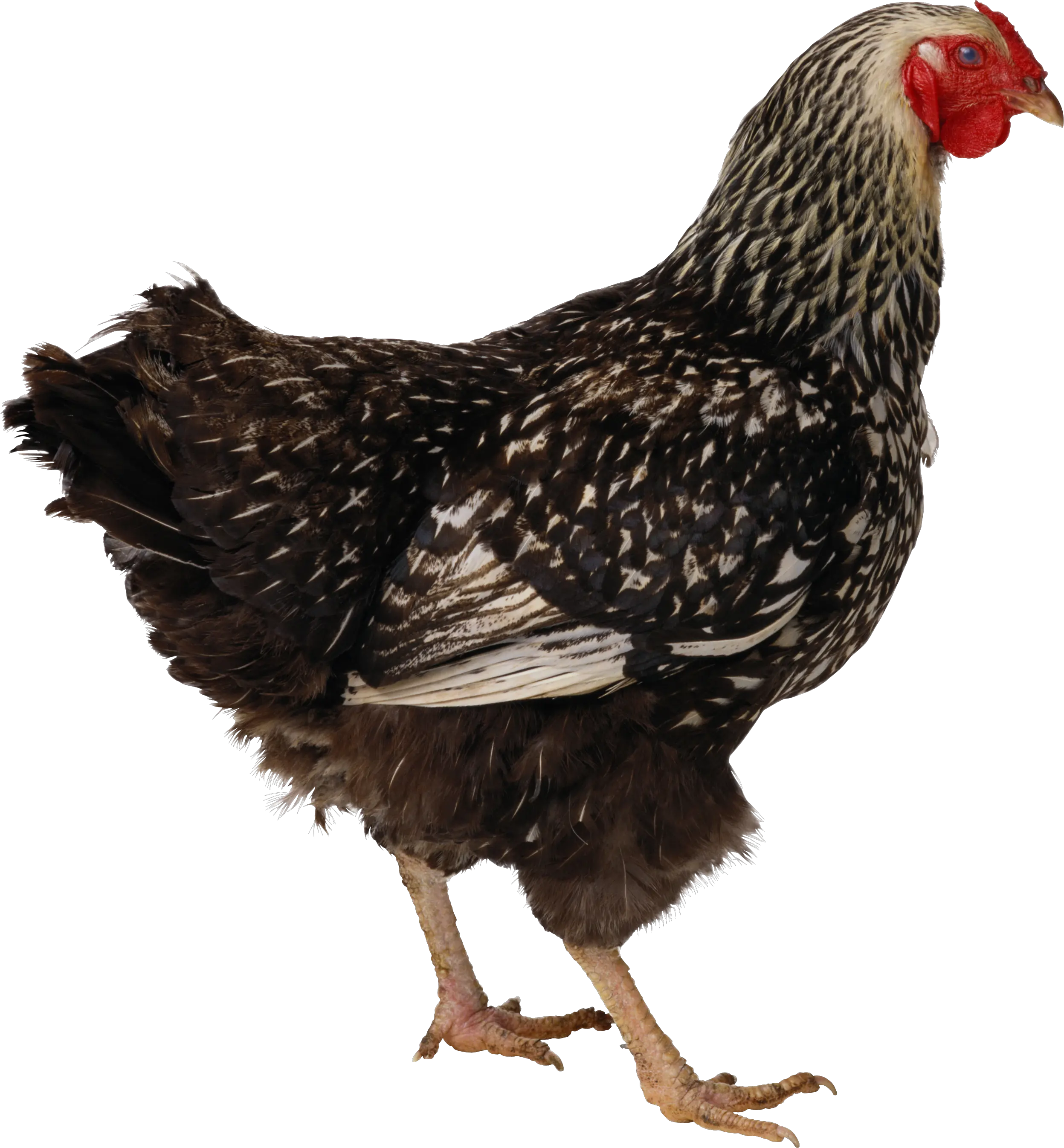 Chicken PNG image