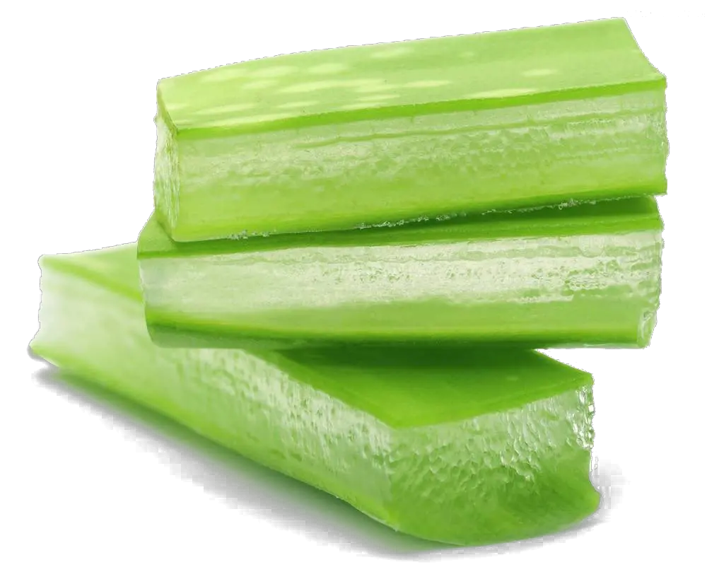 Aloe vera PNG