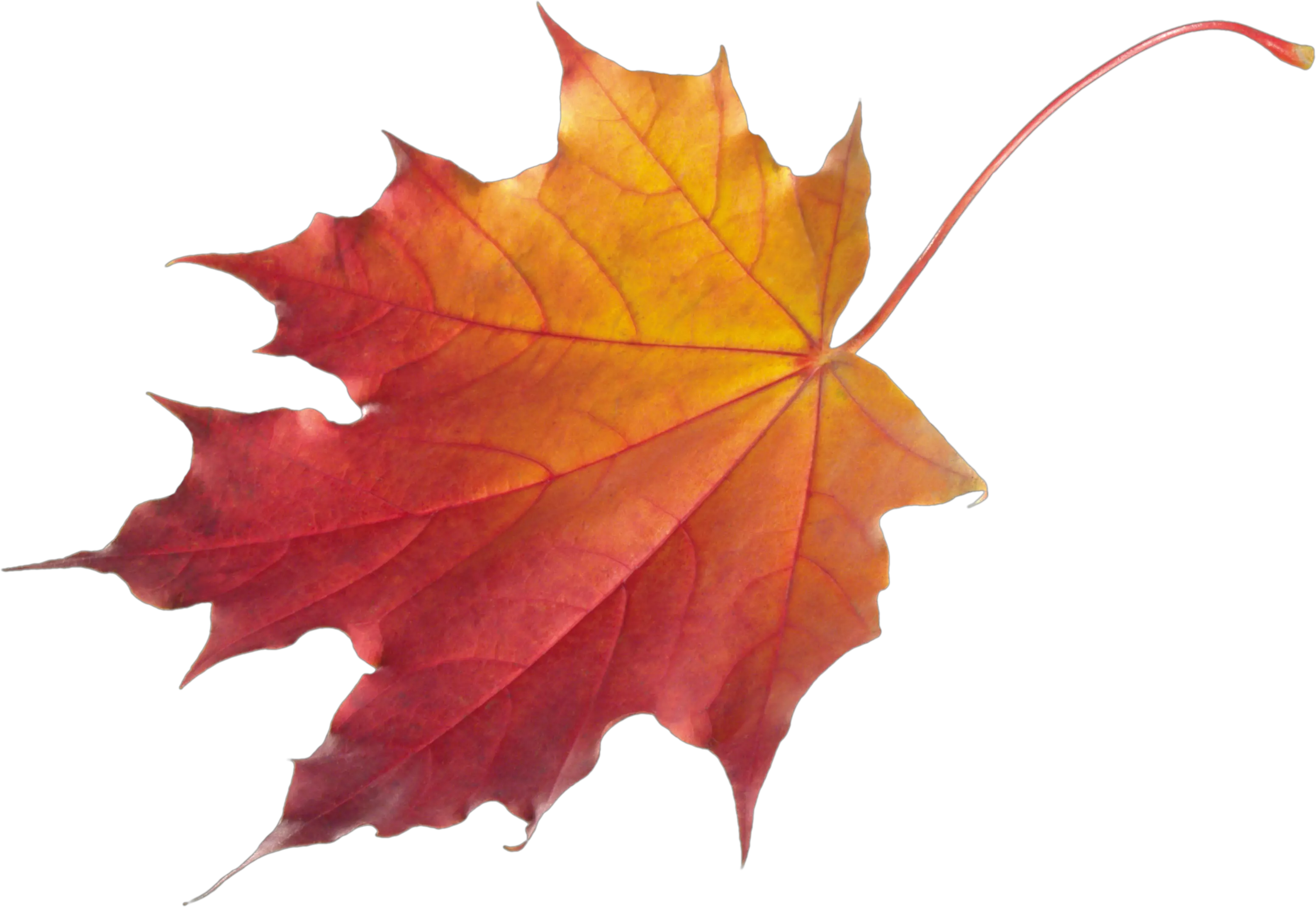 autumn PNG leaf