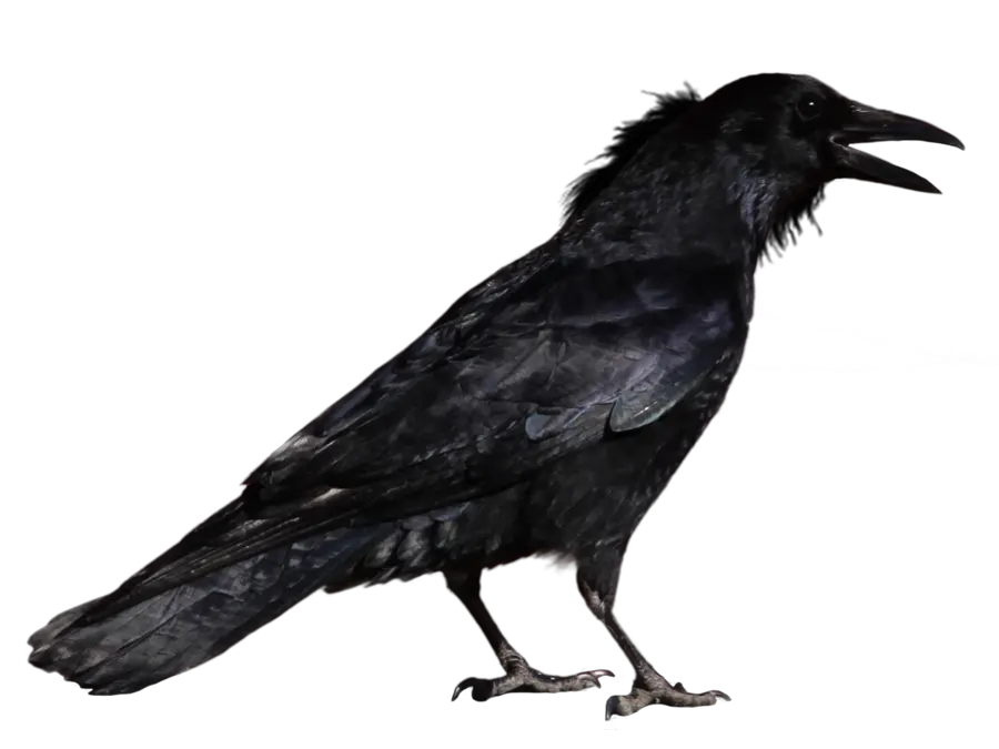 Crow PNG image