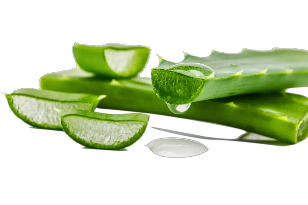 Aloe vera PNG