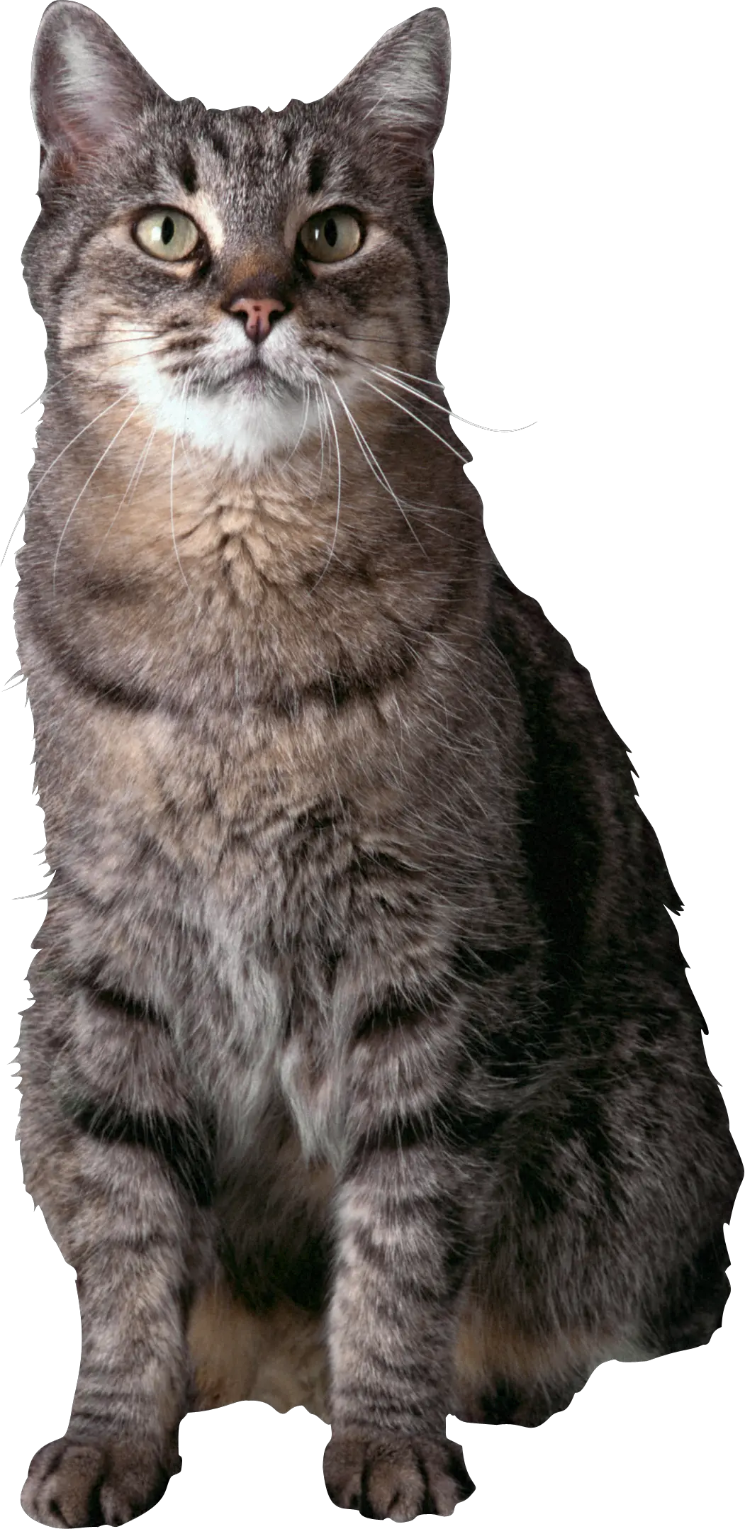 Cat PNG