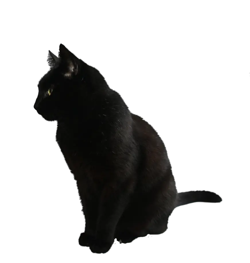 Cat PNG