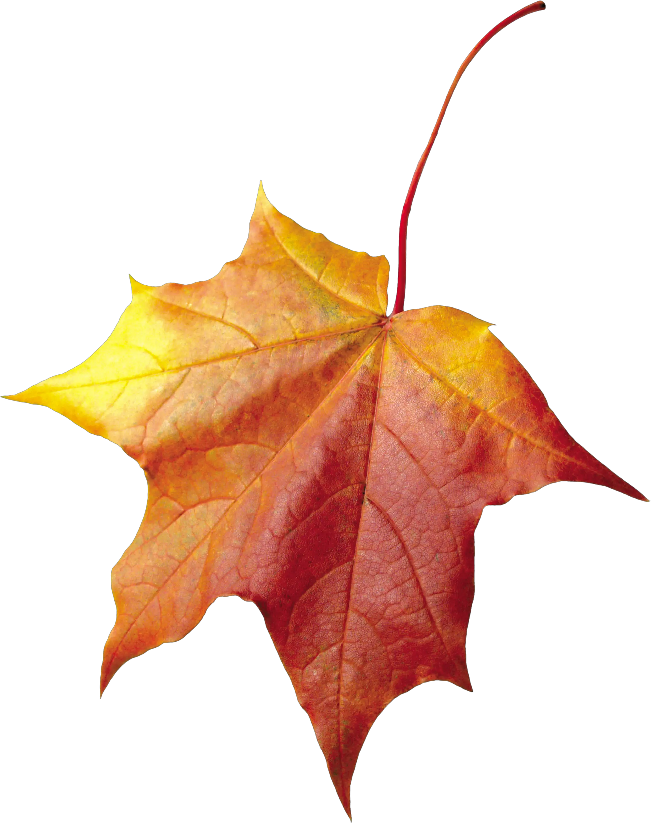 autumn PNG leaf